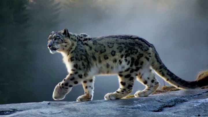 A snow leopard walking across rocks