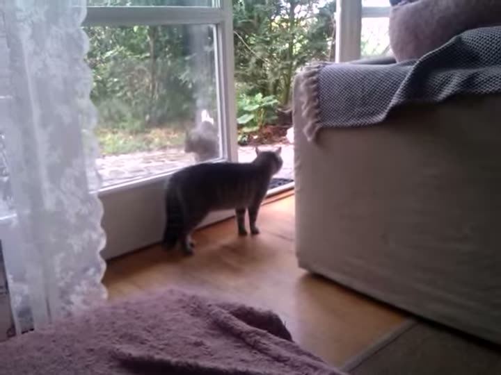 A cat looking out of a window