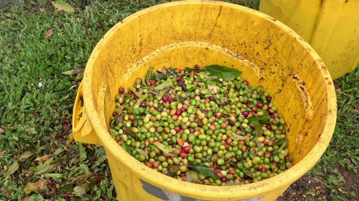 A bucket of freshly picked coffee cherries