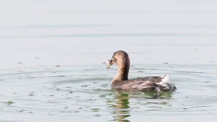 A duck swimming on a lake
