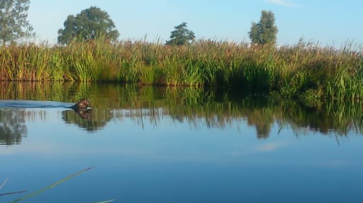 A calm lake with reeds and trees