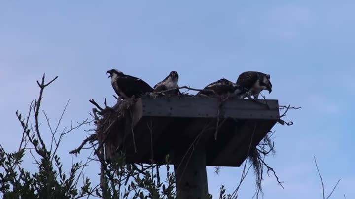 Ospreys on a nest platform
