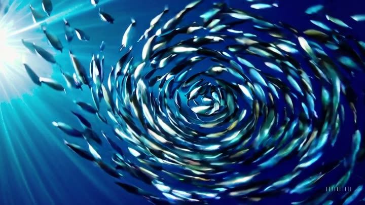 A school of fish swirling in a spiral underwater